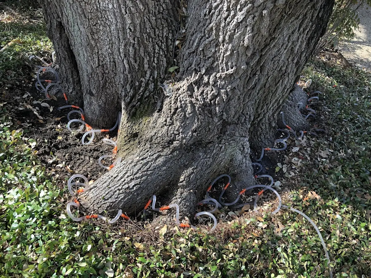 Detailed Tree Cabling and Bracing job site in Paulding